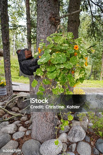 istock Nasturtiums in Hanging Basket with Carved Bear in a tree, Alaska, USA 1420567599