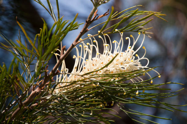 inheemse australische grevillea met bleke geel bloem - needle spiking stockfoto's en -beelden
