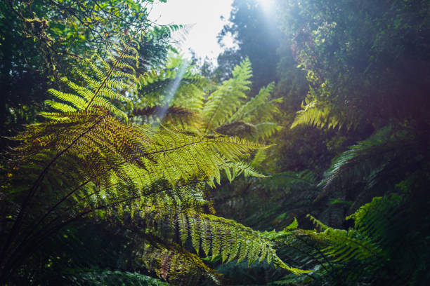 Native New Zealand Silver Tree Ferns,The Silver Fern is a national symbol of New Zealand. stock photo