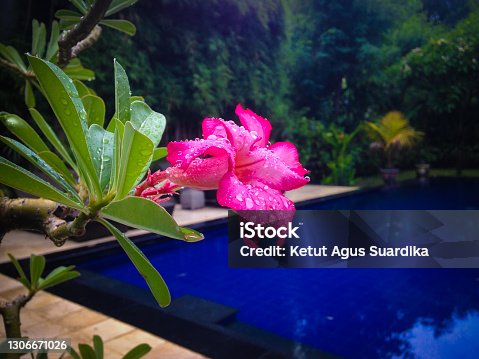 istock Natural Beauty Of Adenium Obesum Plant With Red Flowers In Rainy Day Grows Beside Swimming Pool Garden 1306671026