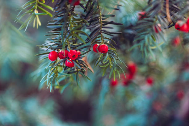 Natural conifer background of yew tree branch and berries Coniferous tree branch with red berries on a blue soft background. Yew tree with mature bright fruit cones. Natural conifer evergreen holiday background yew lake stock pictures, royalty-free photos & images
