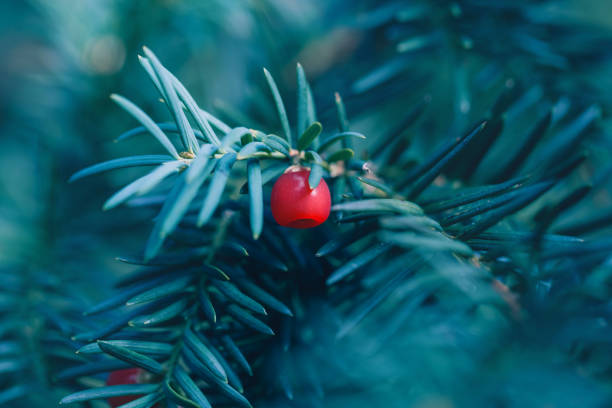 Natural conifer background of yew tree branch with berries Coniferous tree branch with red berries on a blue soft background. Yew tree with mature bright fruit cones close-up. Natural conifer evergreen holiday background yew lake stock pictures, royalty-free photos & images