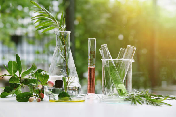 Natural drug research, Natural organic and scientific extraction in glassware, Alternative green herb medicine, Natural skin care beauty products, Laboratory and development concept. stock photo