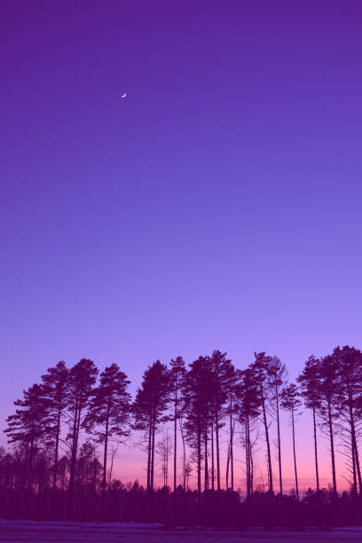 Natural forest horizon with silhouettes of trees. Evening Sunrise and sunset. landscape wallpaper. Illustration style. Colorful view background velvet violet. Vertical stock photo
