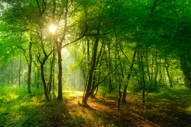 Natural Forest of Beech Trees illuminated by Sunbeams through Fog stock photo