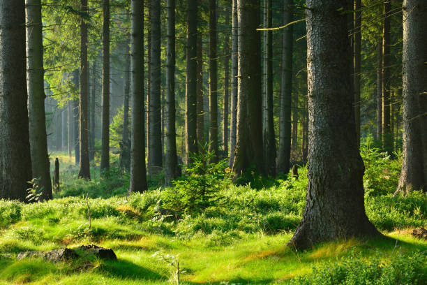 Natural Forest of Spruce Tree in the Warm Light of the Rising Sun stock photo