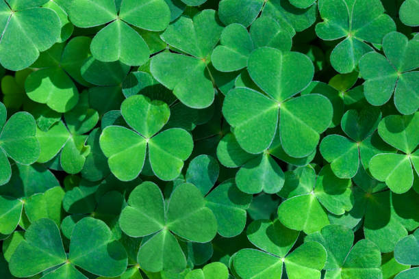 Natural green background with fresh three-leaved shamrocks.  St. Patrick's day holiday symbol.  Top view. Selective focus. stock photo