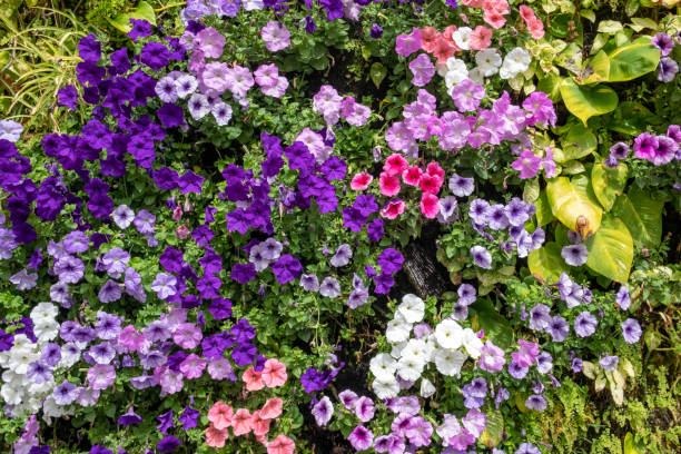 Natural living wall growing tropical plants and an abundance of morning glory also known as field bindweed stock photo