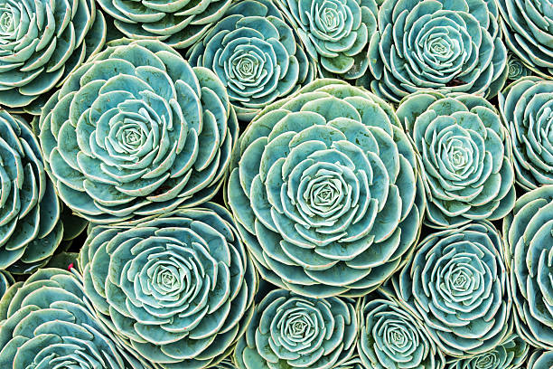 XXXL: Natural pattern of hens and chicks succulents Close-up of a hens-and-chicks succulent (sempervivum), Also know as Crassulaceae or houseleeks. Succulents form an interesting natural pattern or background. succulent plant stock pictures, royalty-free photos & images