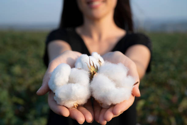 natural product, raw cotton flowers on woman's hands on green cotton field outdoor background stock photo