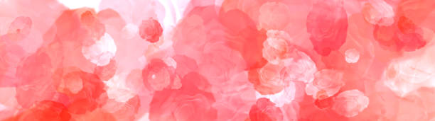 Natural red roses on the best big background panorama. Valentines love background. Red abstract background. stock photo