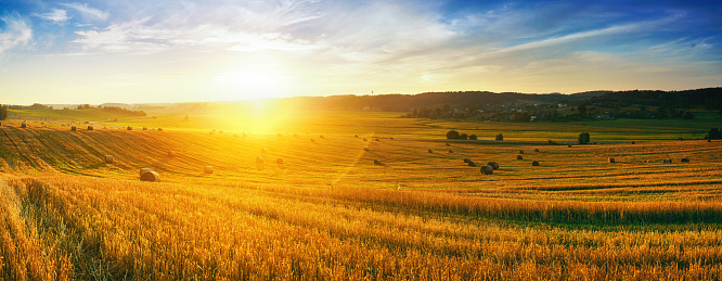 Natural rural panoramic landscape. Golden straw in the field after the wheat harvest in rays of sunlight at sunset against background of sky with clouds.