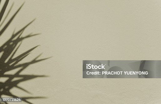 istock Natural shadow botanical plant overlay on cement wall abstract texture background with space. Clean minimal. For your display, overlay, presentation, backdrop, or mockup. 1370731624