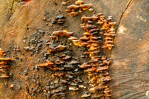 Natural texture of growth on side of redwood tree bark