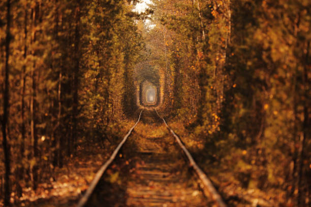 烏克蘭克列萬秋天由樹木形成的天然愛情隧道。 - eternal curiosity 個照片及圖片檔