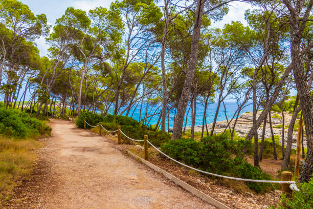 Natural walking path in the forest of Parc natural de Mondragó Cala Mondrago Samarador Mallorca. stock photo