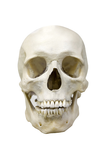 Natural White Human Skull Face Isolated On White Background Stock Photo