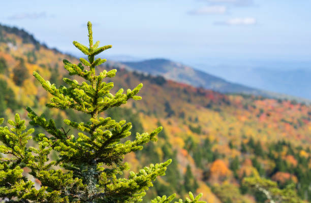 Nature autumn mountain background with evergreen tree. stock photo