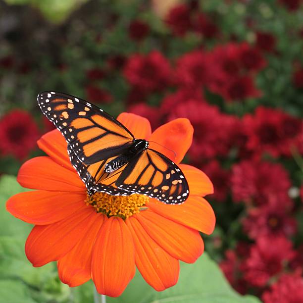 Nature: Butterfly An orange and black butterfly sitting on a orange daisy butterfly flower stock pictures, royalty-free photos & images