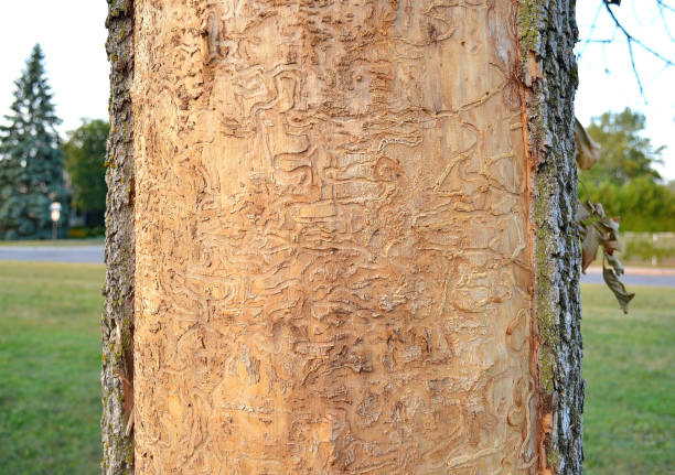 Nature, " Emerald Ash Borer, Evidence of Destruction " Nature... This tight shot of a tree trunk, shows evidence of the destruction done by the Emerald Ash Borer. This tree has long since died. emerald ash borer stock pictures, royalty-free photos & images