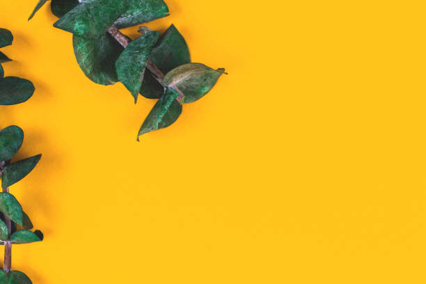 Nature flat lay bakcground with green eucalyptus branches on a yellow paper, copy space, border composition Nature flat lay bakcground with green eucalyptus branches on a yellow paper, copy space, border composition photo vlad model photos stock pictures, royalty-free photos & images