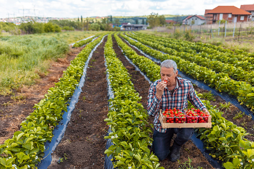 Mature male farm worker holding box with ripe strawberries and picking berry while working in field in harvest season.