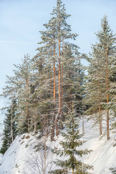 Nature in winter. Winter forest landscape with snow in cold weather...