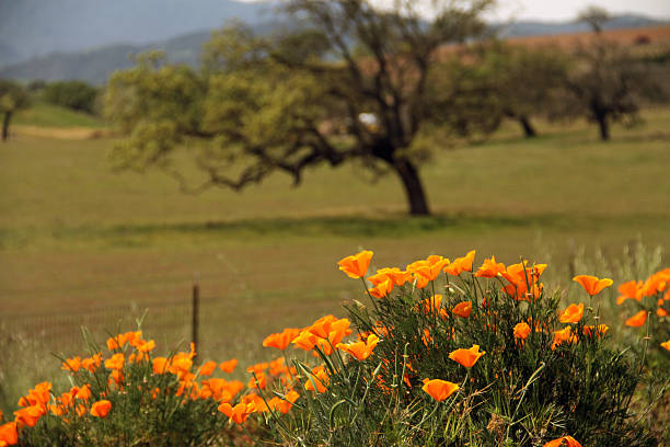 Nature of California & Orange Poppy Flowers and Tree stock photo