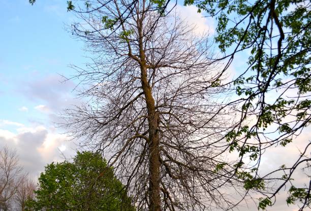 Nature Emerald ash borer infestation results. These dead ash trees are all the result of the infestation of the Emerald ash borer, which is devastating wooded areas across North America. emerald ash borer stock pictures, royalty-free photos & images