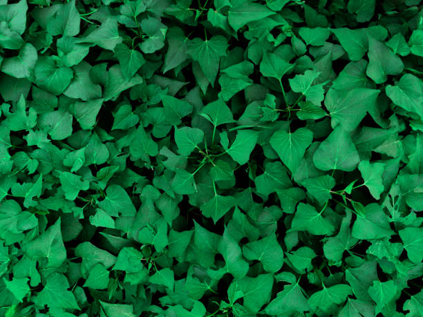 pemandangan alam daun ubi jalar untuk latar belakang dan wallpaper. lanskap tanaman hijau alami - resep masakan padang sehari hari potret stok, foto, & gambar bebas royalti