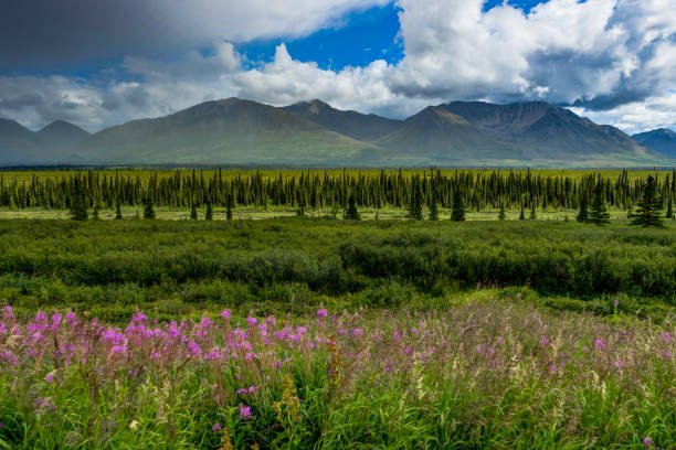 vista sulla natura con fiori e alberi e cielo nuvoloso in alaska unit - semeru foto e immagini stock