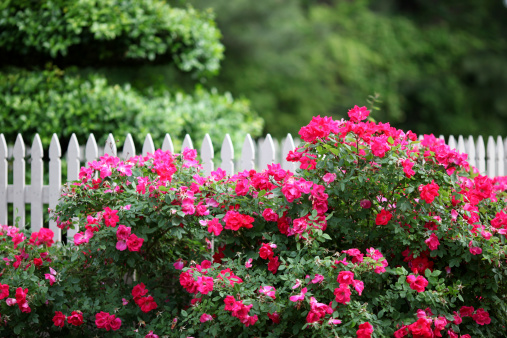 The beauty of a outdoor garden with white picket fence includeing knock out roses and lush foliage in the background.