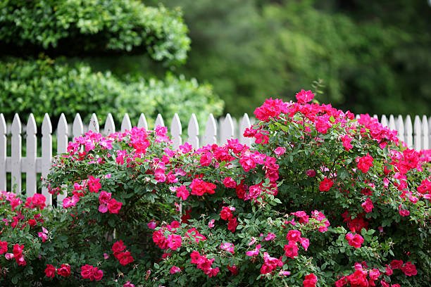 Nature's Beauty The beauty of a outdoor garden with white picket fence includeing knock out roses and lush foliage in the background. perennial stock pictures, royalty-free photos & images