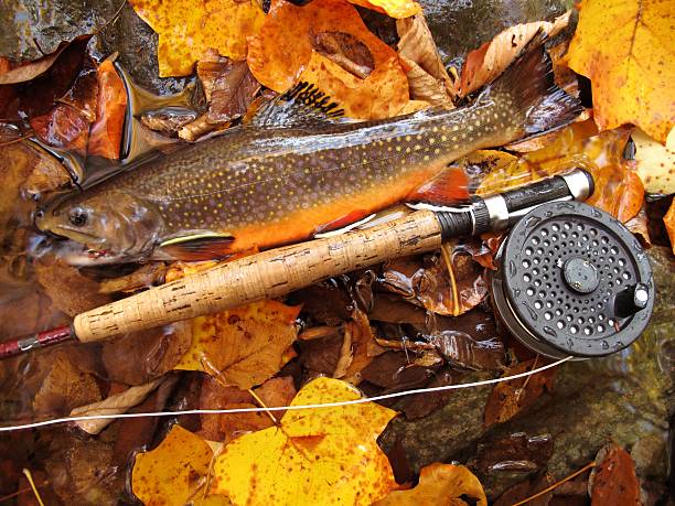 Nature's Bounty Photo of Brook Trout caught during October at Big Hunting Creek in the state of Maryland.  Brook Trout display their most beautiful colors at this time of year.  This trout was released. brook trout stock pictures, royalty-free photos & images