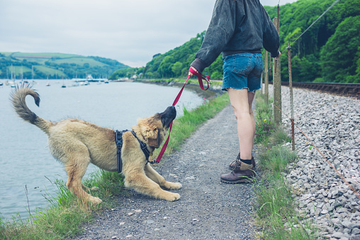 Naughty Dog Pulling On His Leash Stock Photo Download
