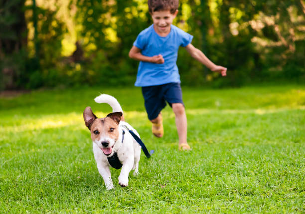 Naughty dog with leash on ground running from his handler A boy chasing his Jack Russell Terrier dog walking in the backyard stock pictures, royalty-free photos & images