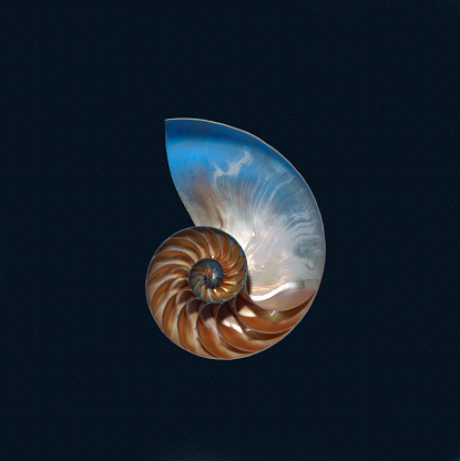 Nautilus Shell onblack background
