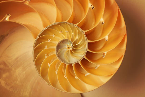 nautilus shell Inside of Nautilus Shell Showing Spiral organic shapes stock pictures, royalty-free photos & images