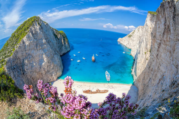 Navagio beach with shipwreck and flowers on Zakynthos island in Greece stock photo