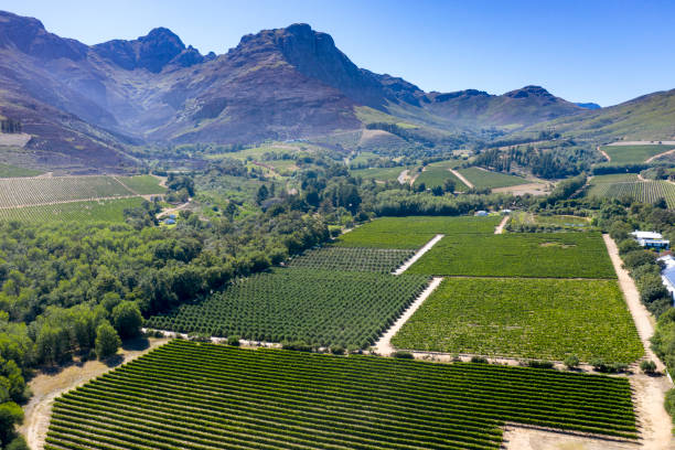 Neat grape vines in the Stellenbosch winelands, South Africa stock photo
