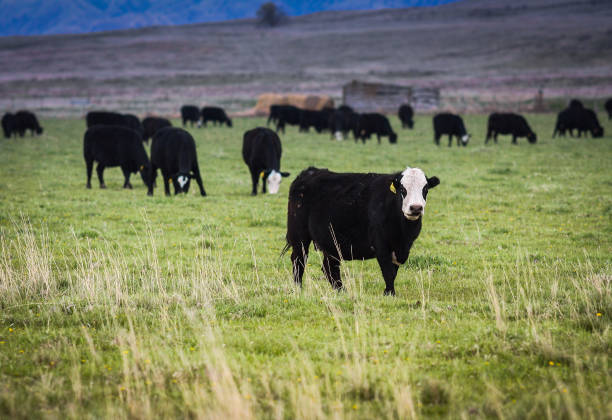 Nebraska Cattle stock photo