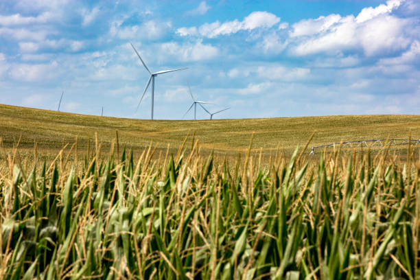 Nebraska corn fields with wind turbines stock photo