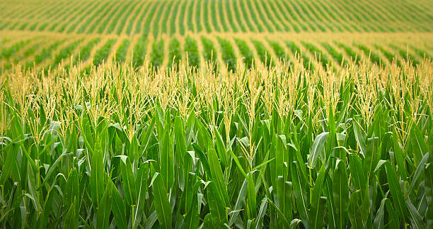 Nebraska Cornfield Cornfield with multiple rows of corn. Green and yellow corn stock pictures, royalty-free photos & images