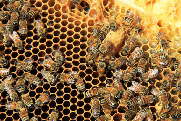 Nectar in Honey Comb with Queen Cell stock photo