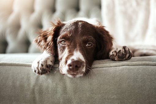 Shot of an adorable dog looking bored while lying on the couch at home