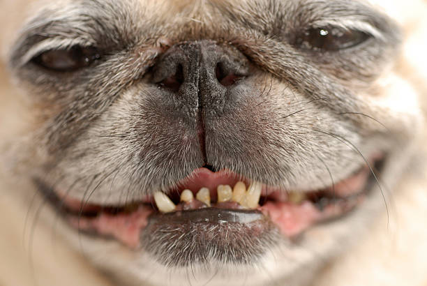 I need the dentist! Close up of a smiling pug with yellow bad teeth. Shallow DOF and soft difused light. bad breath stock pictures, royalty-free photos & images