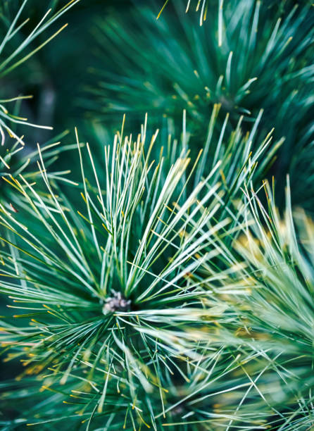 needles and branches of a coniferous tree close-up as a texture. green photo. macro photography. Place for text. stock photo