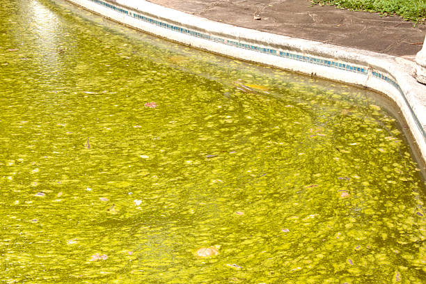 Water Algae Stock Photos, Pictures & Royalty-Free Images - iStock