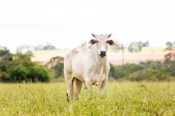 bovinos nelore em produção de engorda para abate. pecuária do brasil - gado brasil - fotografias e filmes do acervo