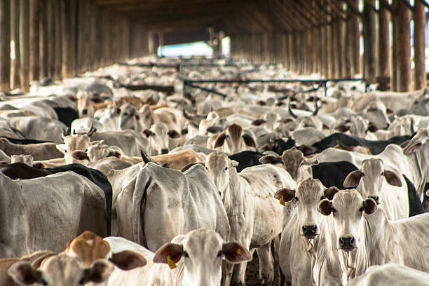 Nelore Cattle A group of cattle in confinement, in Brazil herd stock pictures, royalty-free photos & images